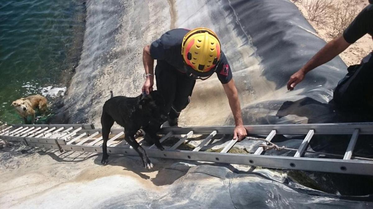 Los bomberos rescatan a dos perros que habían caído a una balsa en Orihuela