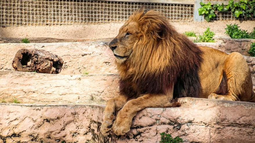 Un león del zoo de Barcelona.