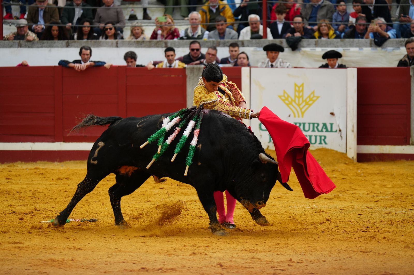 El festejo taurino de Pozoblanco, en imágenes