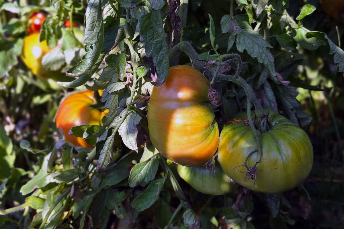 Las huertas del Valle del Guadalhorce empiezan a ofrecer Tomate Huevo de Toro: