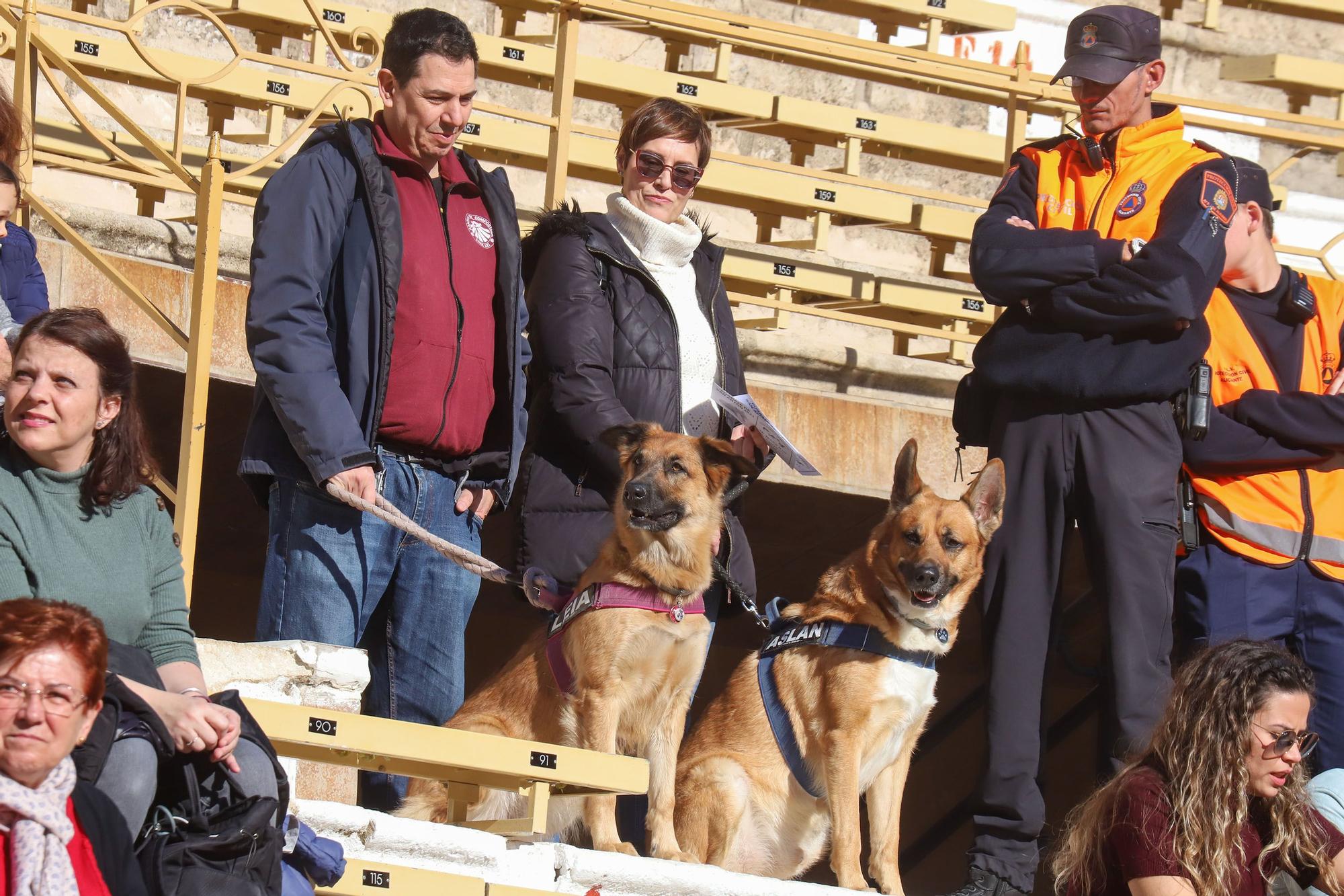 Concurso ecuestre y Bendición de animales por San Antón en Alicante