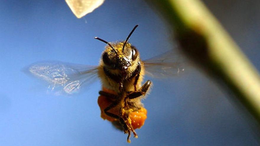 Imagen de una abeja.