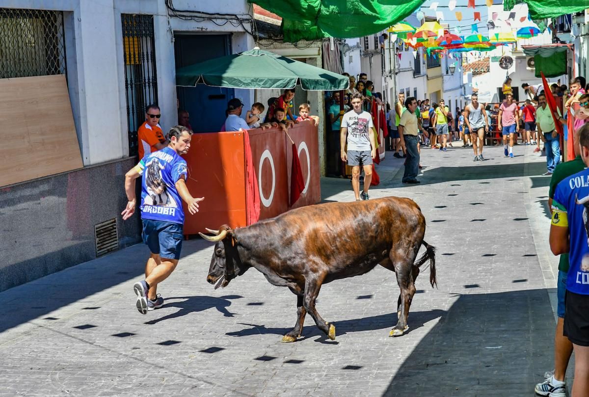 Encierro de las vaquillas de El Viso