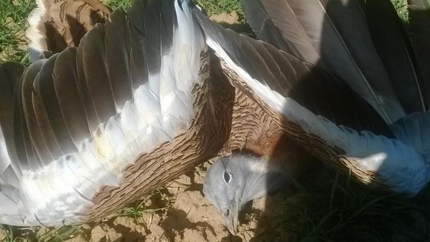 ¿Cómo se mueren las aves en Zamora?