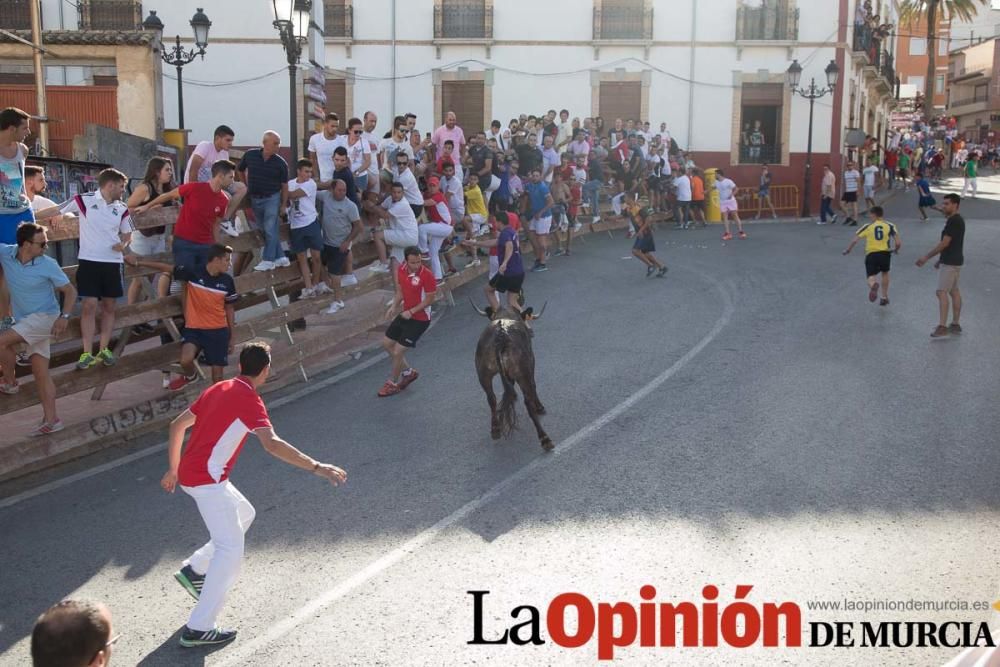 Última suelta de vacas en Moratalla