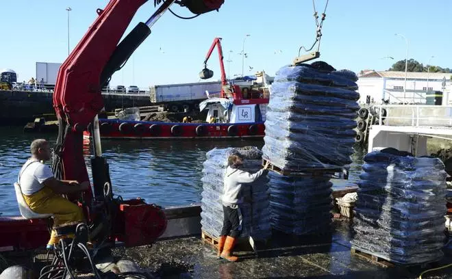 Los bateeiros de Moaña multiplican las descargas para Italia ante los desprendimientos por la alta temperatura del mar