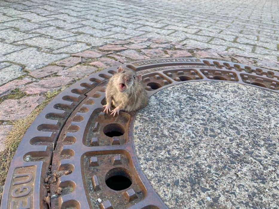 Rat reacts while being stuck in a manhole cover ...