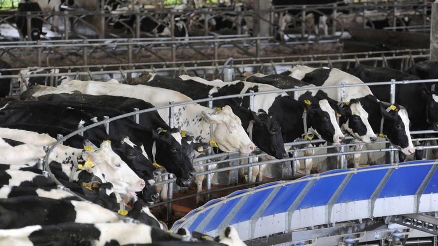 Las comarcas cierran más de 120 explotaciones bovinas y recortan 700 vacas de leche en un año