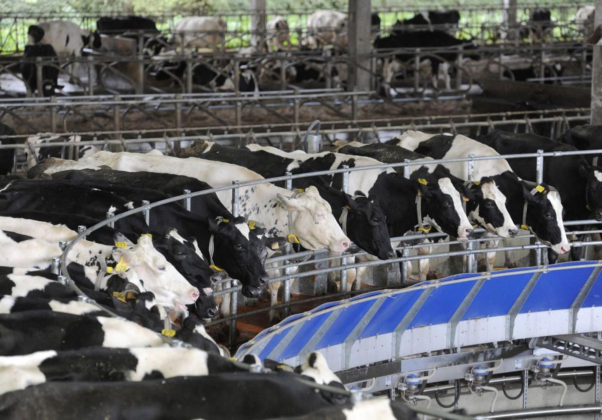 Vacas en la sala de ordeño de Ganadería San Mauro, de Lalín. |   // BERNABÉ/JAVIER LALÍN
