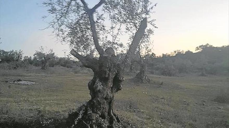 Poda para rejuvenecer el olivar en Los Diez Ojos