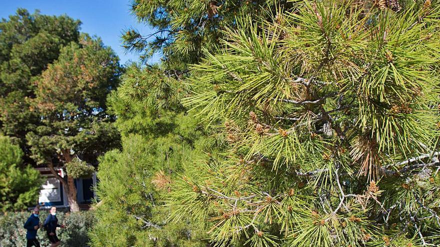 Bolsas con orugas de procesionaria en el monte Tossal de Alicante, donde hay zonas con árboles muy afectados por plagas de otros años.