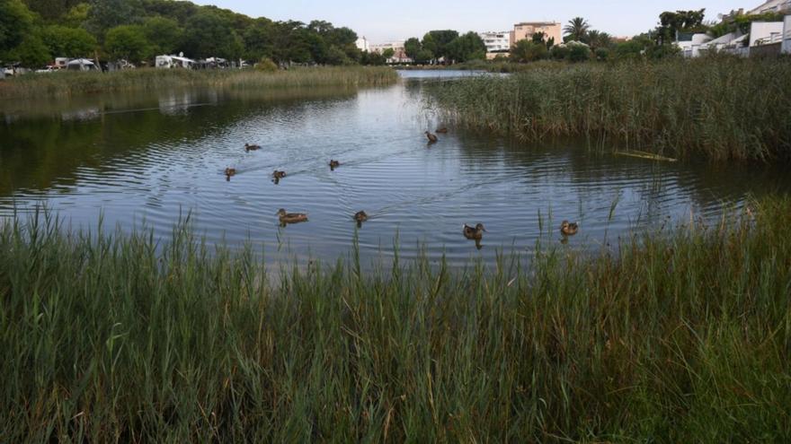 Llum verda al gran parc al voltant de l&#039;Estany de la Poma de l&#039;Escala