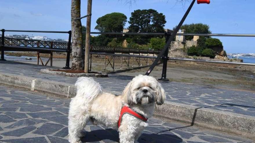 Perro con correa en el paseo de Santa Cruz, con A Coruña al fondo.