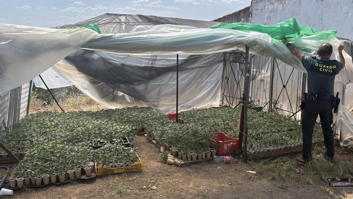 Un agente de la Guardia Civil muestra el invernadero con las plantas de marihuana en una finca de Pozoblanco.