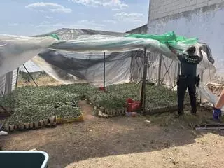 Requisan más de 1.600 plantas de marihuana en Pozoblanco: el detenido usaba agua de un arroyo y vigilaba el invernadero con cámaras