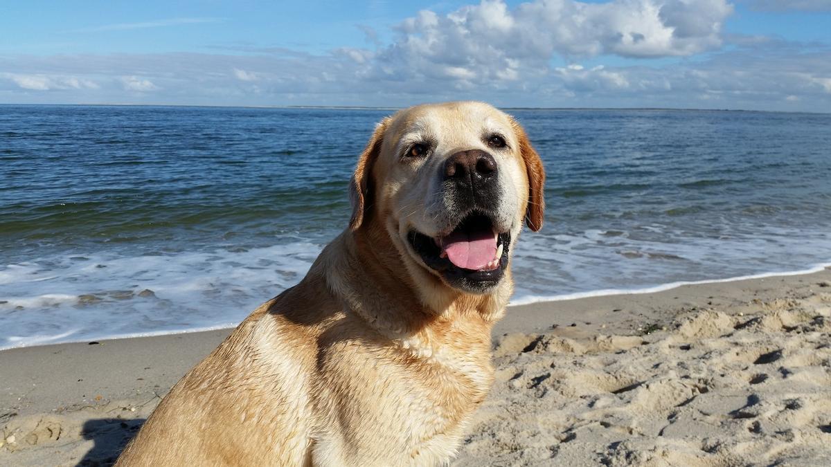 Playas perros: Playas las que ir con tu cerca de Aragón