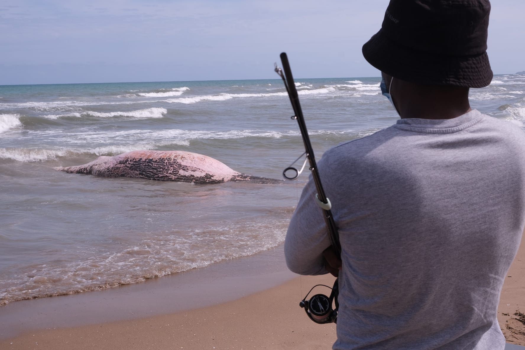 Aparece una ballena en Guadamar