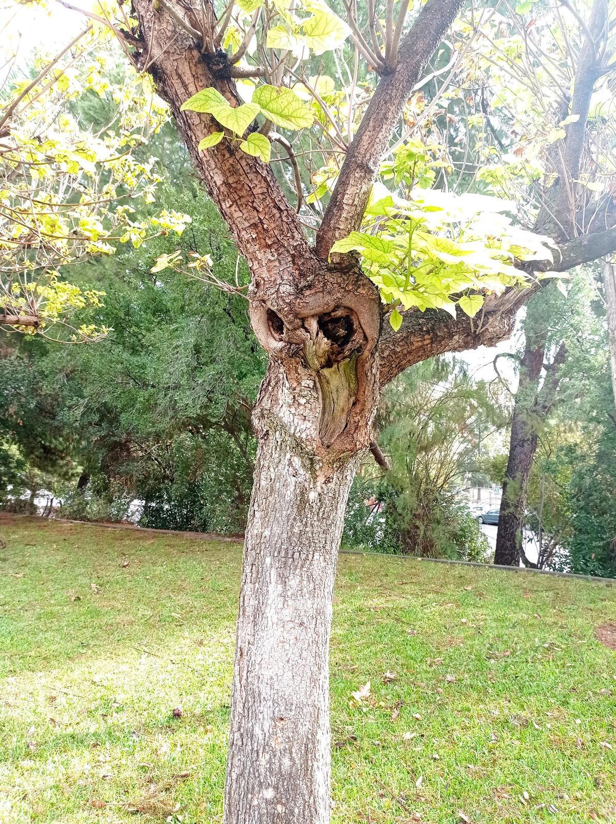 Heridas de podas abusivas no cerradas y con síntomas de pudrición en un árbol.