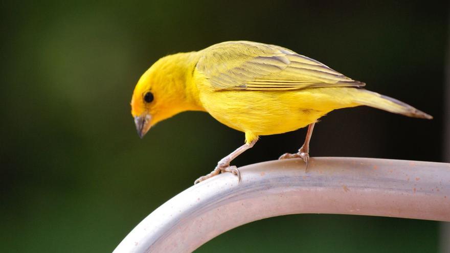 Descubre el misterio tras el canto de los canarios y otras nueve curiosidades sobre el pájaro símbolo de Canarias