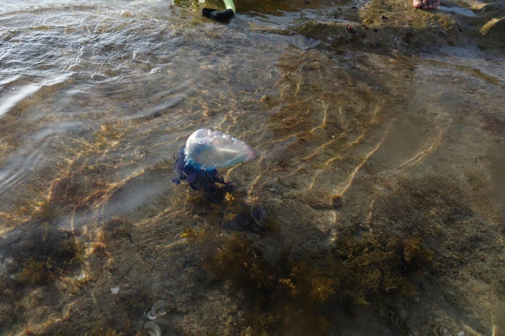 Encuentran otra carabela portuguesa en Mallorca