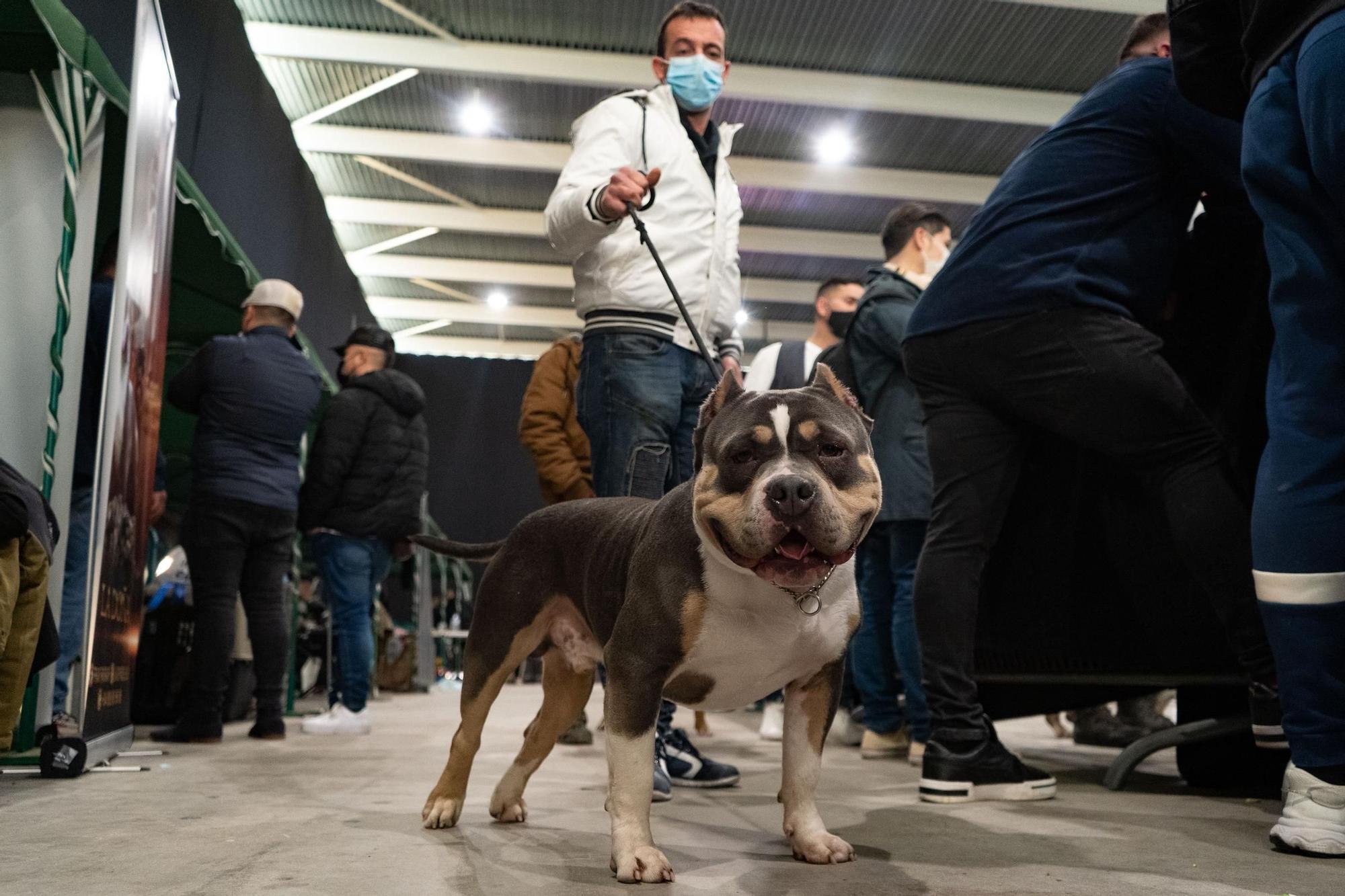 GALERÍA | Las mejores imágenes de perros