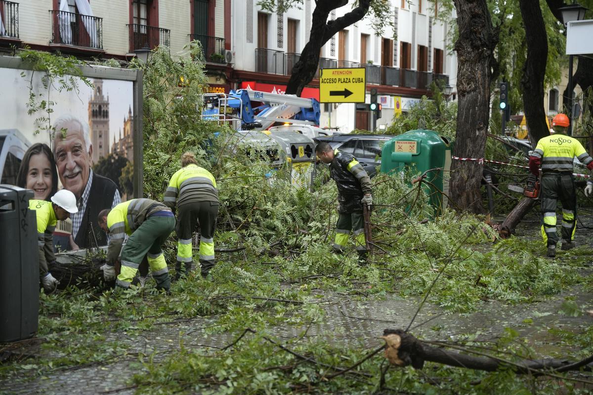 Operarios del ayuntamiento de Sevilla trabajando en la retirada de árboles caídos en la capital.