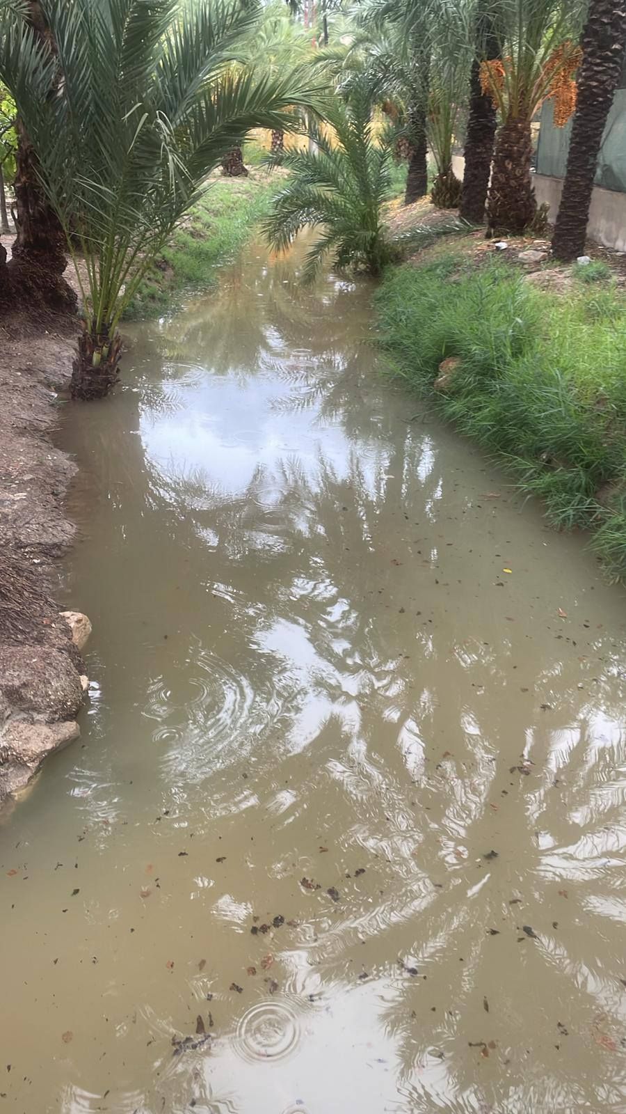Así está el Palmeral de Orihuela después de la dana Alice