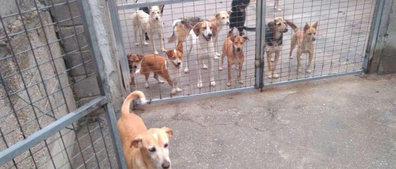 Un grupo de perros en las instalaciones de la Protectora de Animales do Morrazo, en Moaña. // G.Núñez