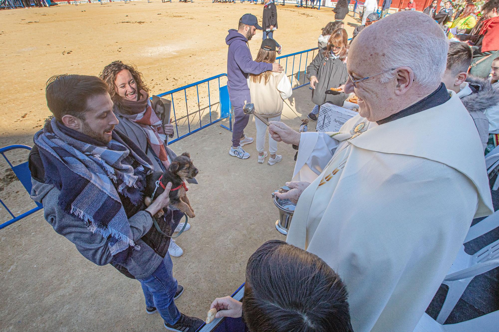 Concurso ecuestre y Bendición de animales por San Antón en Alicante