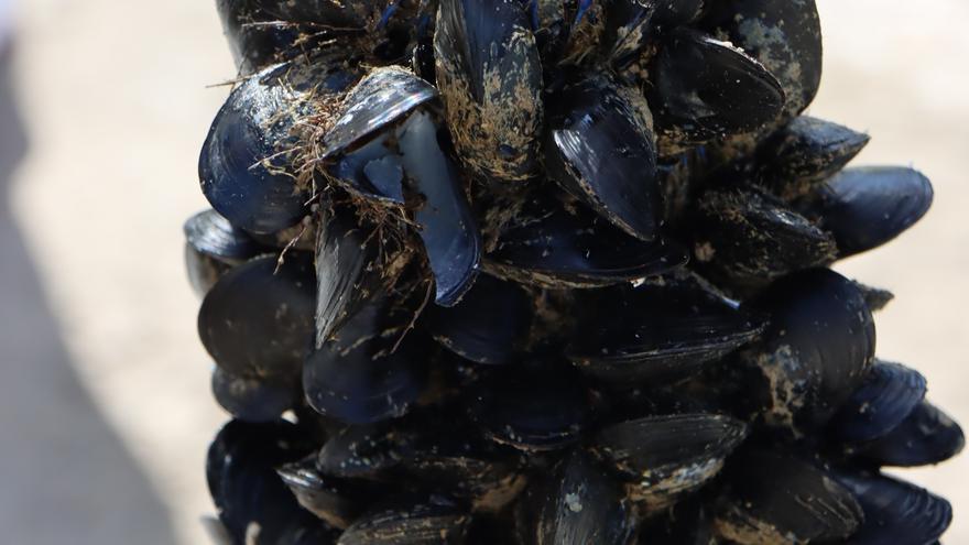 Wie Miesmuscheln das miese Wasser im Hafen von Palma de Mallorca verbessern sollen