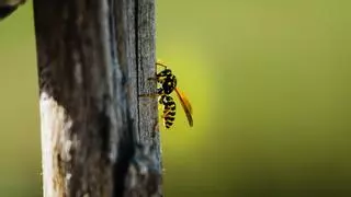 Protege tu hogar de las avispas: la planta que las ahuyenta y que debes tener en casa