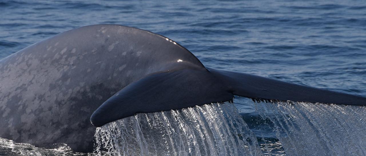 El BDRI presenta nuevos estudios sobre la presencia de las ballenas azules en la costa gallega.