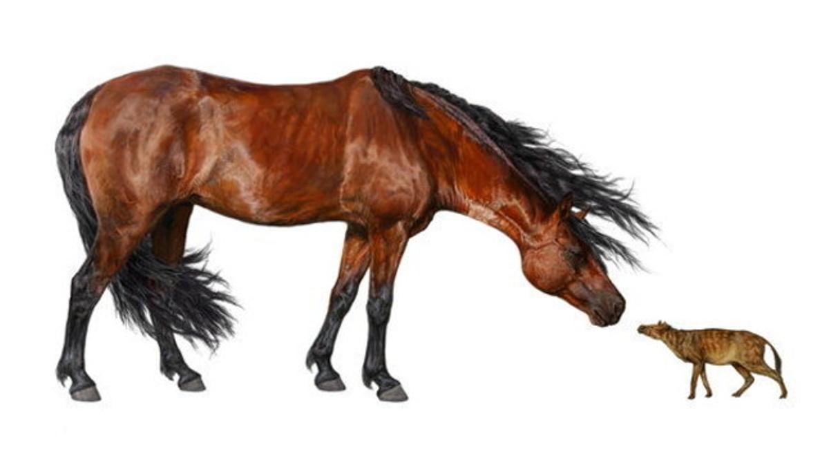 Un cavall ’Sifrhippus’, que va arribar a ser tan petit com un gat i a pesar menys de quatre quilos, al costat d’un cavall Morgan d’1,52 metres d’altura i 453 quilos de pes, segons un estudi divulgat per la revista ’Science’.