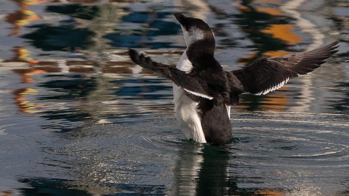 BARCELONA 01/12/2022 Sociedad. Sorprendente llegada de pingüinos pequeños a la costa mediterránea. Rondan el puerto olimpico cazando entre los barcos. FOTO de ZOWY VOETEN