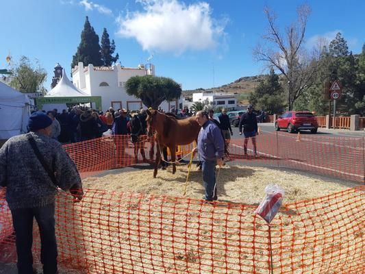 Finaliza la I Feria de las Tradiciones del municipio de Artenara