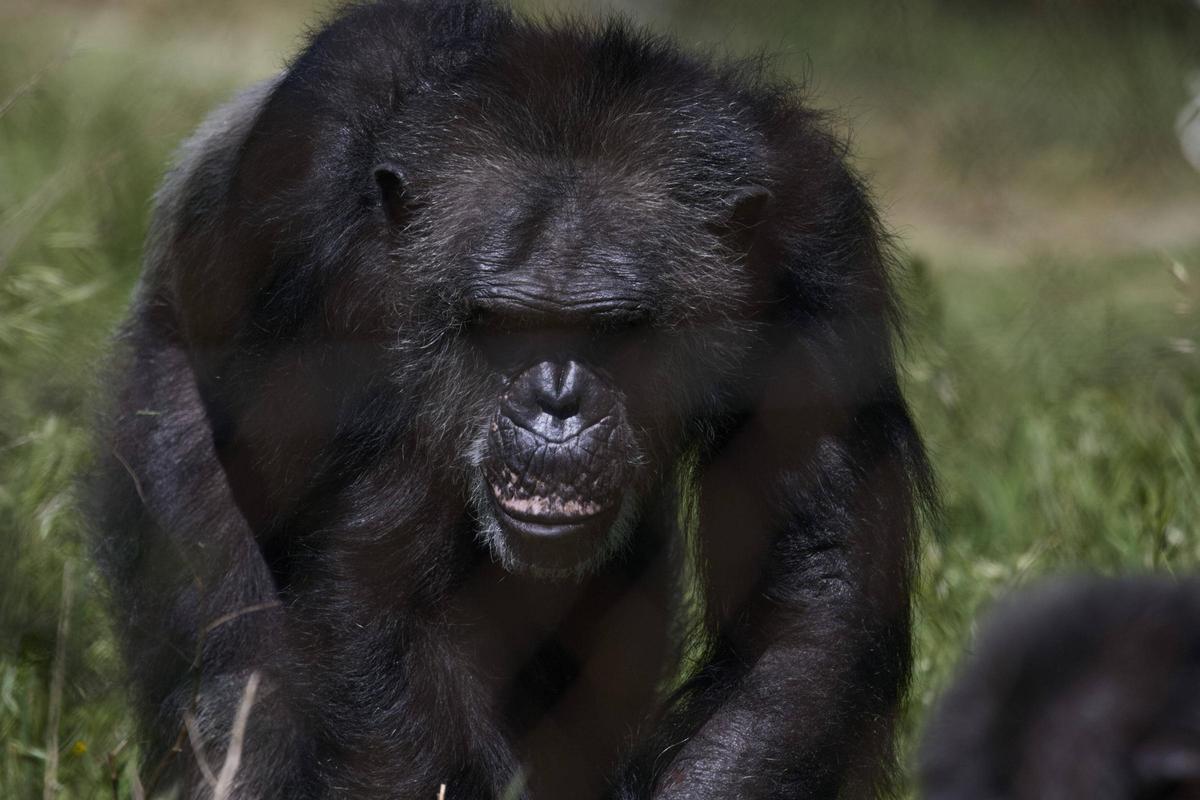 La Fundació Mona, ubicada a Riudellots de la Selva