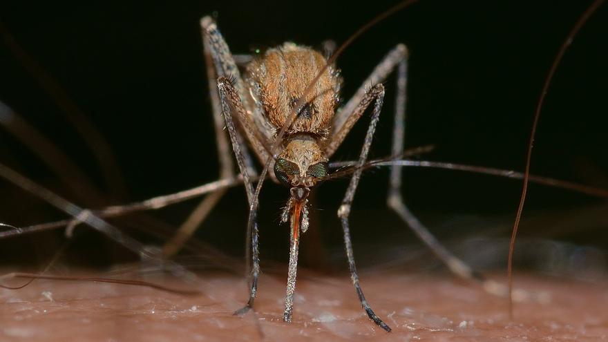 El PPCS denuncia que los mosquitos &quot;siguen acribillando&quot; en la provincia por la &quot;inacción&quot; de la Diputación