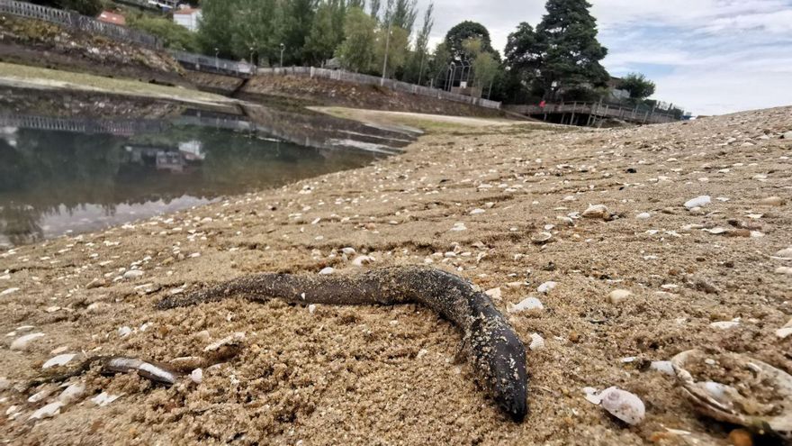 Vecinos de Espiñeira llevan seis años de denuncias por los vertidos del río Orxas