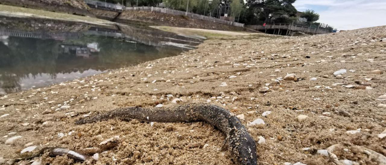Un pez muerto el pasado lunes tras el episodio contaminante en el río Orxas.   | // SANTOS ÁLVAREZ
