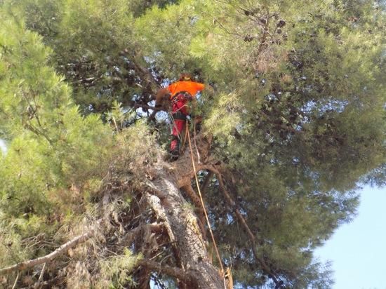 Tala d''arbres a la Renaixença