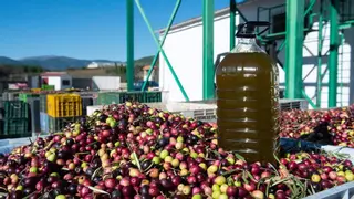 El aceite murciano pone su mirada en Brasil y China tras los aranceles de Trump