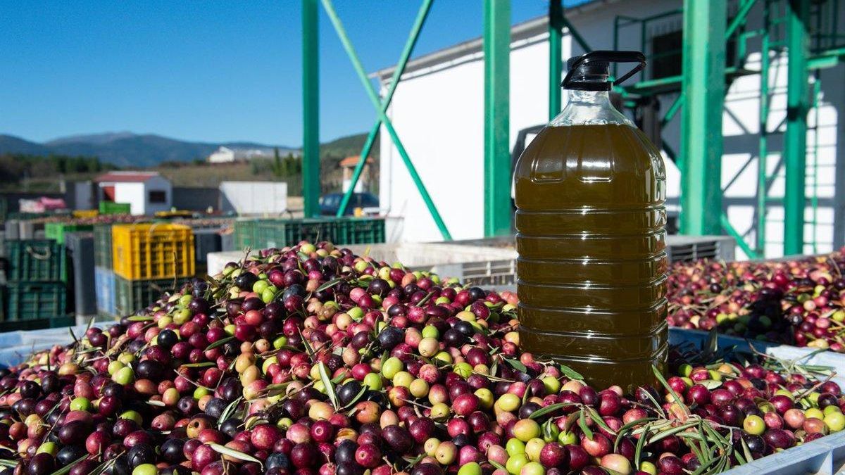 El aceite de oliva, uno de los productos más perjudicados por los aranceles de Trum del sector agralimentario español.