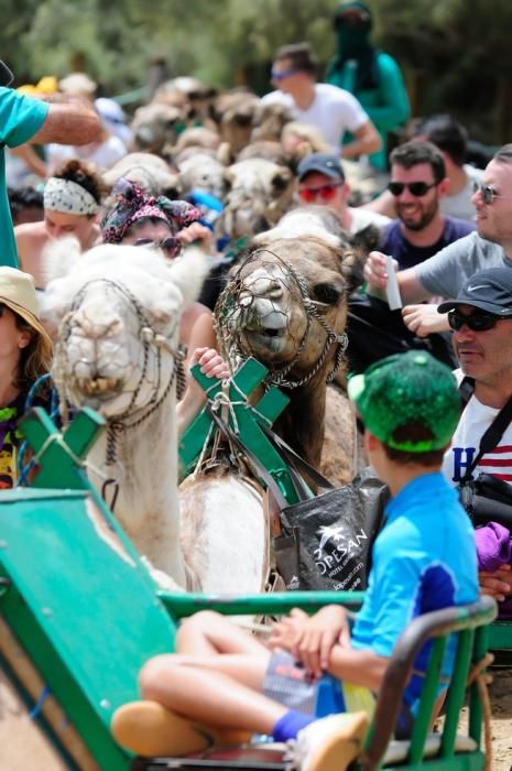 Reportaje excursiones con camellos en las Dunas ...