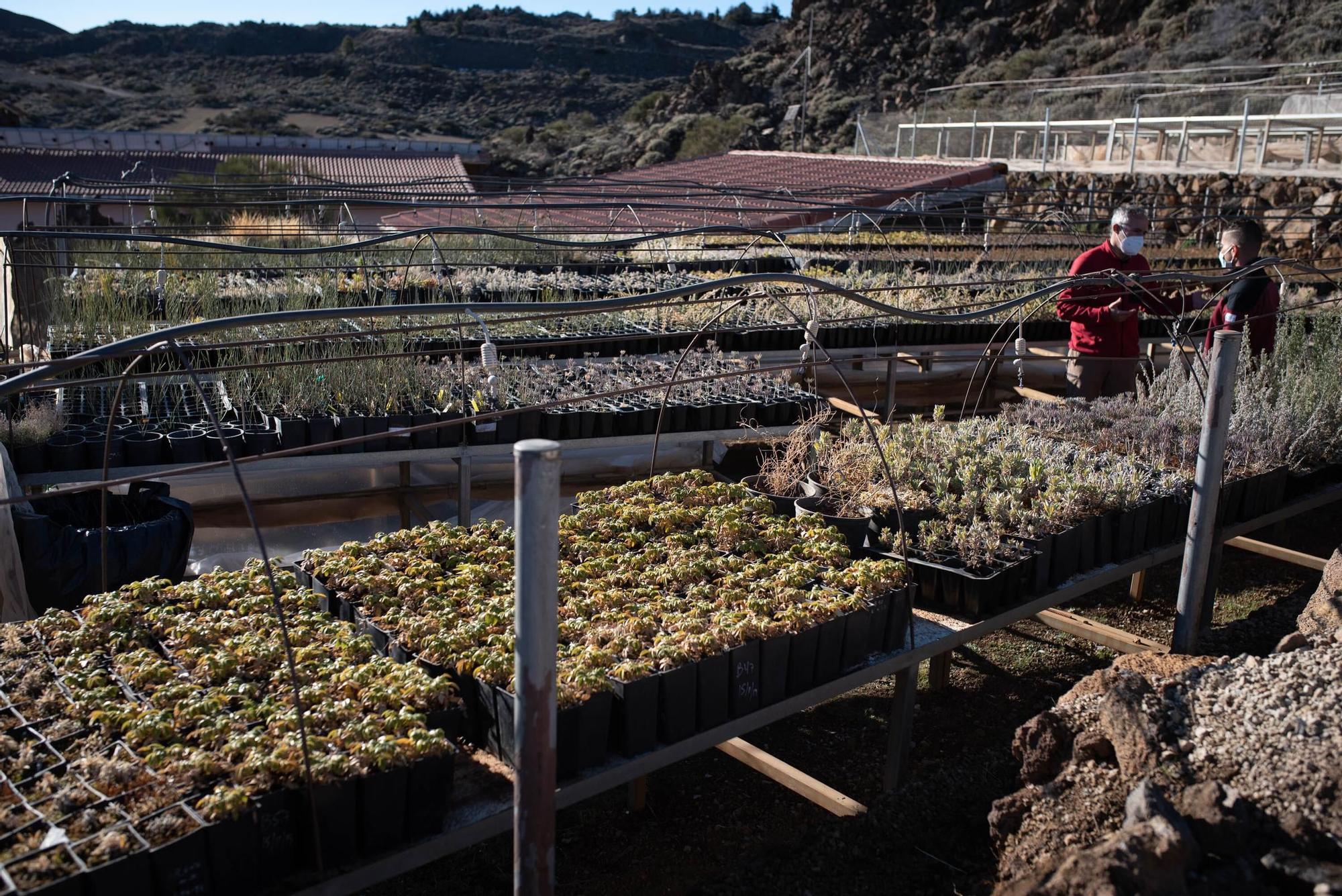 Vivero Parque Nacional del Teide (El Portillo)