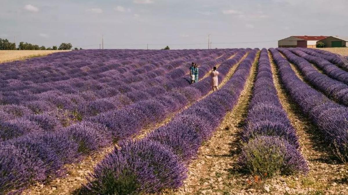 Una mujer saca una fotografía a una pareja en uno de los campos de lavanda de Brihuega, en Guadalajara. 