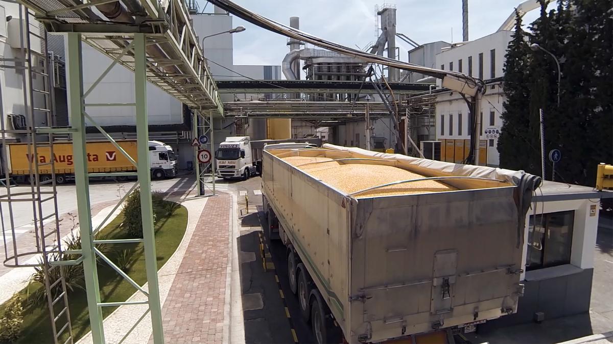 Recepción de maíz en la planta de Tereos en Zaragoza