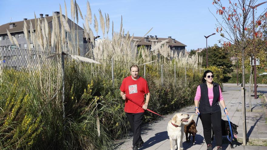 La plaga que invade la zona oeste de Gijón: &quot;Donde salen, ya no hay otra cosa&quot;