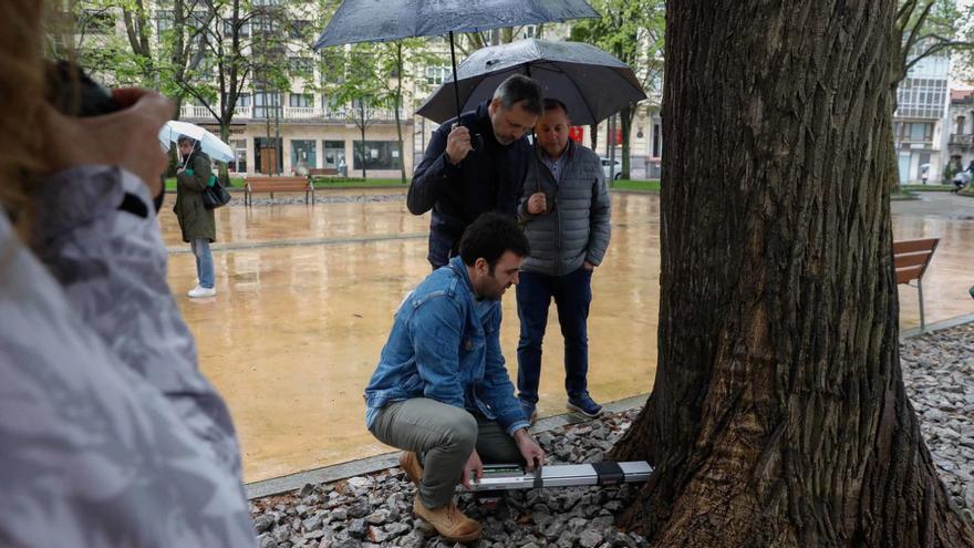 Avilés &quot;radiografía&quot; los troncos de tilos y olmos del parque del Muelle