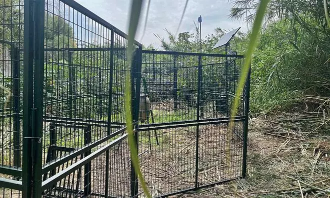 La necesidad de hacer frente a los jabalís une a cinco municipios