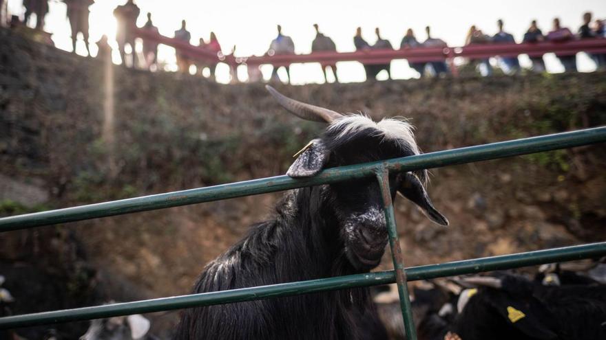 Un ejemplar de ganado caprino en la feria del sector celebrada el pasado domingo en Tacoronte. | | ANDRÉS GUTIÉRREZ